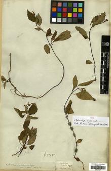 Type specimen at Edinburgh (E). Wallich, Nathaniel: 6235. Barcode: E00327637.