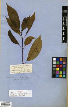 Type specimen at Edinburgh (E). Hooker, Joseph; Thomson, Thomas: 5. Barcode: E00327639.