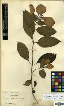 Type specimen at Edinburgh (E). Wilson, Ernest: 3266. Barcode: E00327645.