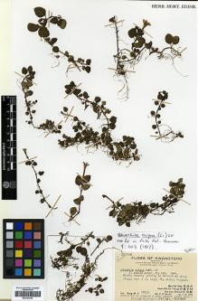 Type specimen at Edinburgh (E). Ts'ang, Wai: 26112. Barcode: E00327646.