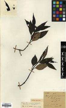 Type specimen at Edinburgh (E). Maire, Edouard-Ernest: . Barcode: E00327660.