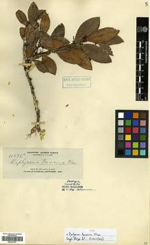 Type specimen at Edinburgh (E). Elmer, Adolph: 11676A. Barcode: E00327676.