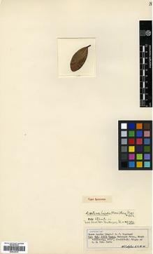 Type specimen at Edinburgh (E). : 23504. Barcode: E00327678.