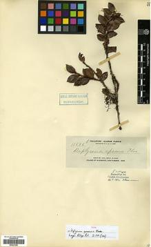 Type specimen at Edinburgh (E). Elmer, Adolph: 11676B. Barcode: E00327680.