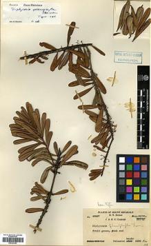 Type specimen at Edinburgh (E). Clemens, Joseph; Clemens, Mary: 40007. Barcode: E00327683.