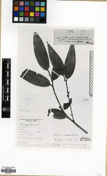 Type specimen at Edinburgh (E). Richards, Paul: 1988. Barcode: E00327689.