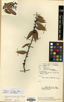 Type specimen at Edinburgh (E). Paie, Ilias: S.26447. Barcode: E00327690.