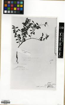 Type specimen at Edinburgh (E). Beccari, Odoardo: 2931. Barcode: E00327692.