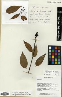 Type specimen at Edinburgh (E). Beaman, John: 7675. Barcode: E00327695.