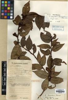 Type specimen at Edinburgh (E). Clemens, Joseph; Clemens, Mary: 29258. Barcode: E00327696.