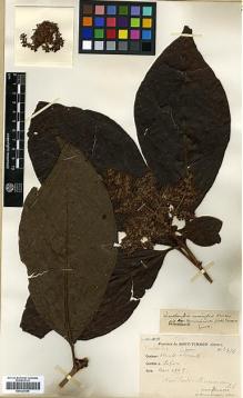Type specimen at Edinburgh (E). Cavalerie, Pierre: 3476. Barcode: E00327699.