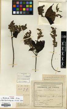 Type specimen at Edinburgh (E). Cavalerie, Pierre: 2732. Barcode: E00327702.