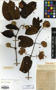 Type specimen at Edinburgh (E). Cavalerie, Pierre: 3015. Barcode: E00327709.