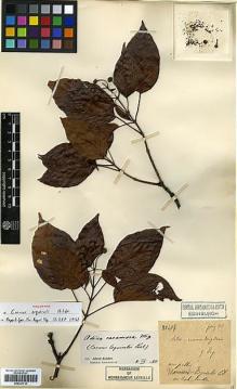 Type specimen at Edinburgh (E). Esquirol, Joseph: 407. Barcode: E00327710.