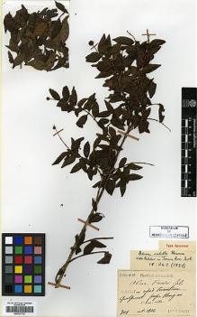 Type specimen at Edinburgh (E). Faurie, Urbain: 701. Barcode: E00327712.