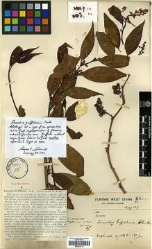 Type specimen at Edinburgh (E). Forrest, George: 15944. Barcode: E00327714.