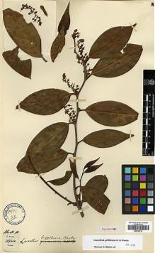 Type specimen at Edinburgh (E). Forrest, George: 15944. Barcode: E00327716.