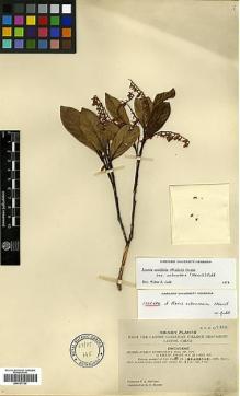 Type specimen at Edinburgh (E). McClure, Floyd: 9380. Barcode: E00327720.