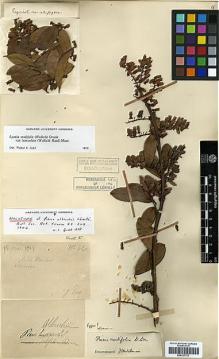 Type specimen at Edinburgh (E). Esquirol, Joseph: 42. Barcode: E00327721.