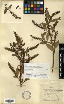 Type specimen at Edinburgh (E). Maire, Edouard-Ernest: . Barcode: E00327723.