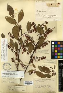 Type specimen at Edinburgh (E). Bodinier, Emile: 2264. Barcode: E00327724.