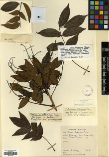 Type specimen at Edinburgh (E). d'Argy, Charles: . Barcode: E00327730.