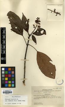 Type specimen at Edinburgh (E). McClure, Floyd: 9438. Barcode: E00327731.