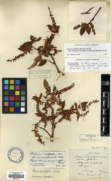 Type specimen at Edinburgh (E). Maire, Edouard-Ernest: . Barcode: E00327732.