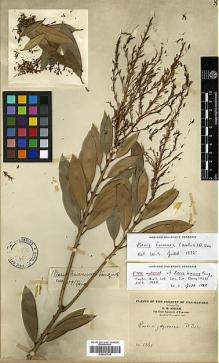 Type specimen at Edinburgh (E). Maire, Edouard-Ernest: 1361. Barcode: E00327738.