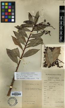 Type specimen at Edinburgh (E). Tsai, H.T.: 54413. Barcode: E00327739.