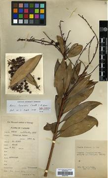 Type specimen at Edinburgh (E). Tsai, H.T.: 54510. Barcode: E00327740.