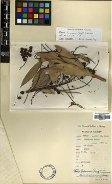 Type specimen at Edinburgh (E). Tsai, H.T.: 54510. Barcode: E00327741.