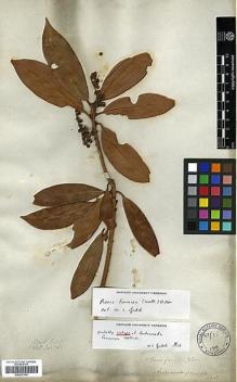 Type specimen at Edinburgh (E). Wallich, Nathaniel: 761. Barcode: E00327749.