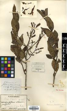 Type specimen at Edinburgh (E). Faurie, Urbain: 1865. Barcode: E00327752.