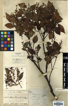 Type specimen at Edinburgh (E). Faurie, Urbain: 1866. Barcode: E00327756.