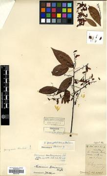 Type specimen at Edinburgh (E). Cavalerie, Pierre: 1009. Barcode: E00327758.