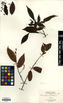 Type specimen at Edinburgh (E). Cavalerie, Pierre: 1009. Barcode: E00327759.