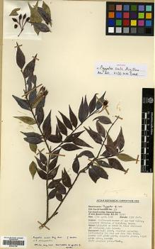 Type specimen at Edinburgh (E). Cox, Peter; Hutchison, Peter: 358. Barcode: E00327764.