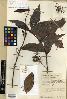 Type specimen at Edinburgh (E). Keenan, Jimmy; Aung, U.; Hla, U Tha: 3253. Barcode: E00327765.