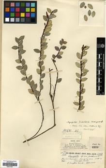 Type specimen at Edinburgh (E). Kingdon-Ward, Francis: 6323. Barcode: E00327766.