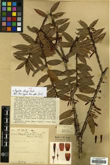 Type specimen at Edinburgh (E). Lace, John: 5772. Barcode: E00327767.
