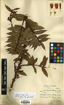 Type specimen at Edinburgh (E). Lace, John: 5772. Barcode: E00327768.