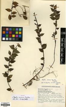 Type specimen at Edinburgh (E). Cox, Peter; Hutchison, Peter: 441. Barcode: E00327769.