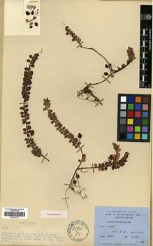 Type specimen at Edinburgh (E). Ludlow, Frank; Sherriff, George; Taylor, George: 3718. Barcode: E00327770.