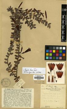 Type specimen at Edinburgh (E). Lace, John: 5771. Barcode: E00327772.