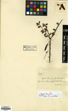 Type specimen at Edinburgh (E). Lace, John: 5771. Barcode: E00327773.