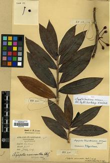 Type specimen at Edinburgh (E). Cubitt, George: 351. Barcode: E00327774.