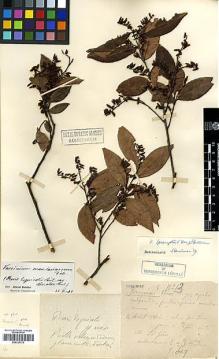 Type specimen at Edinburgh (E). Esquirol, Joseph: 13. Barcode: E00327776.