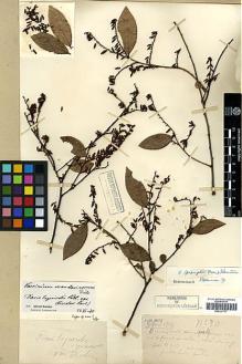 Type specimen at Edinburgh (E). Esquirol, Joseph: 10. Barcode: E00327777.