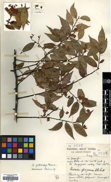 Type specimen at Edinburgh (E). Forrest, George: 7637. Barcode: E00327780.